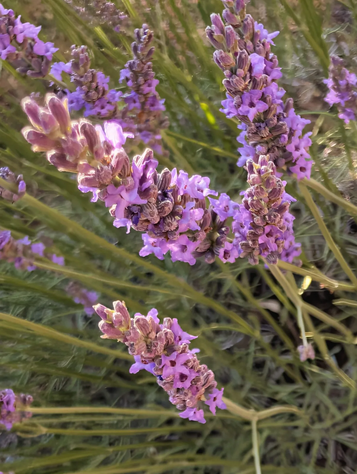 La Campagne Vallauris
